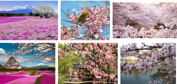 Классический экскурсионный тур в Японию на цветение Сакуры с авиаперелетом из Москвы
